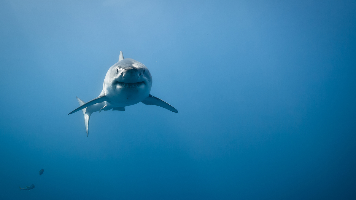 A shark in the water to signify predatory lending