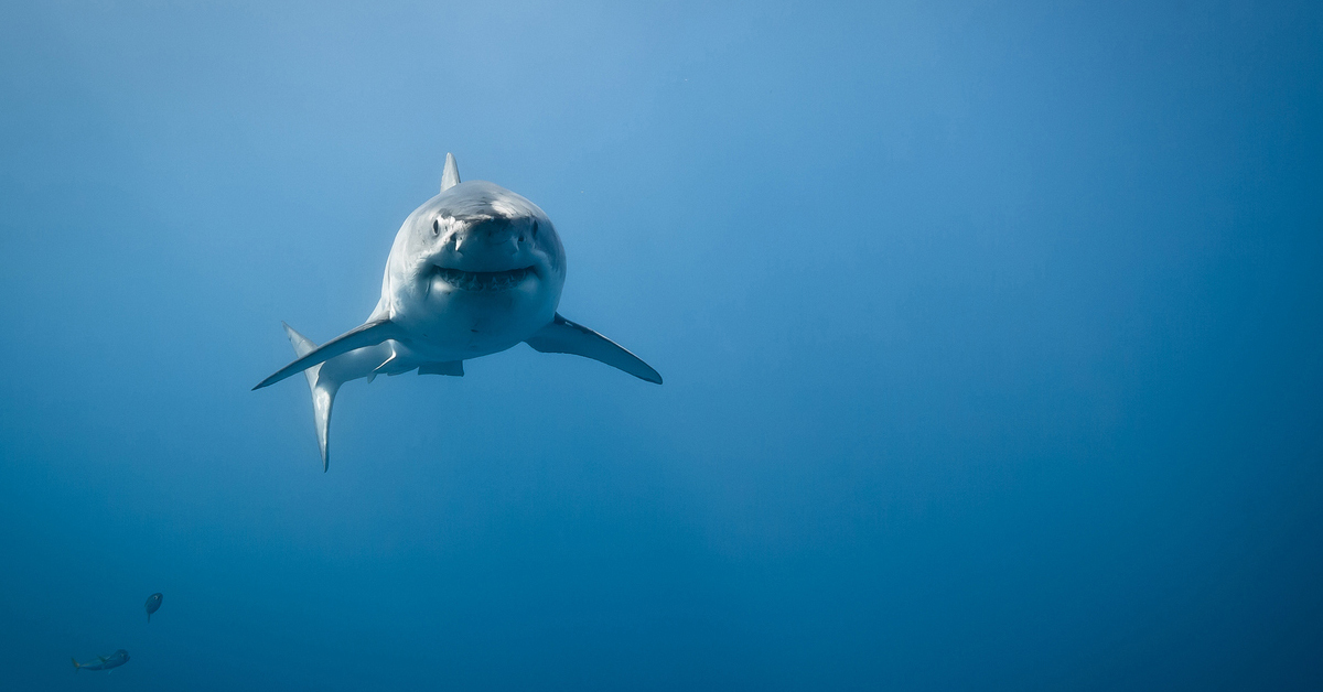 A shark in the water to signify predatory lending