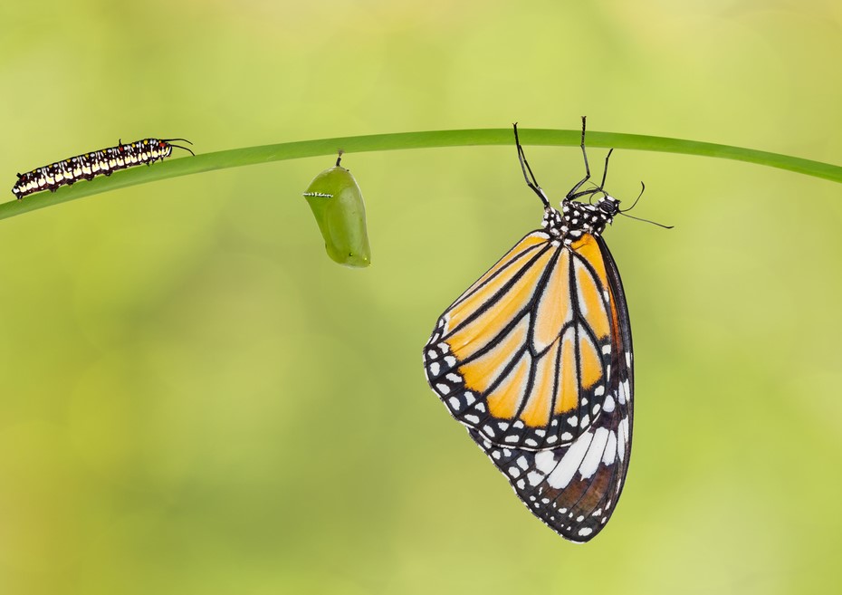 A butterfly, cocoon and caterpillar to signify life transitions